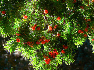 taxusbaccata