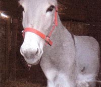 Pomponette