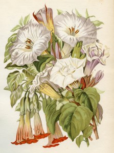 10 photo 2