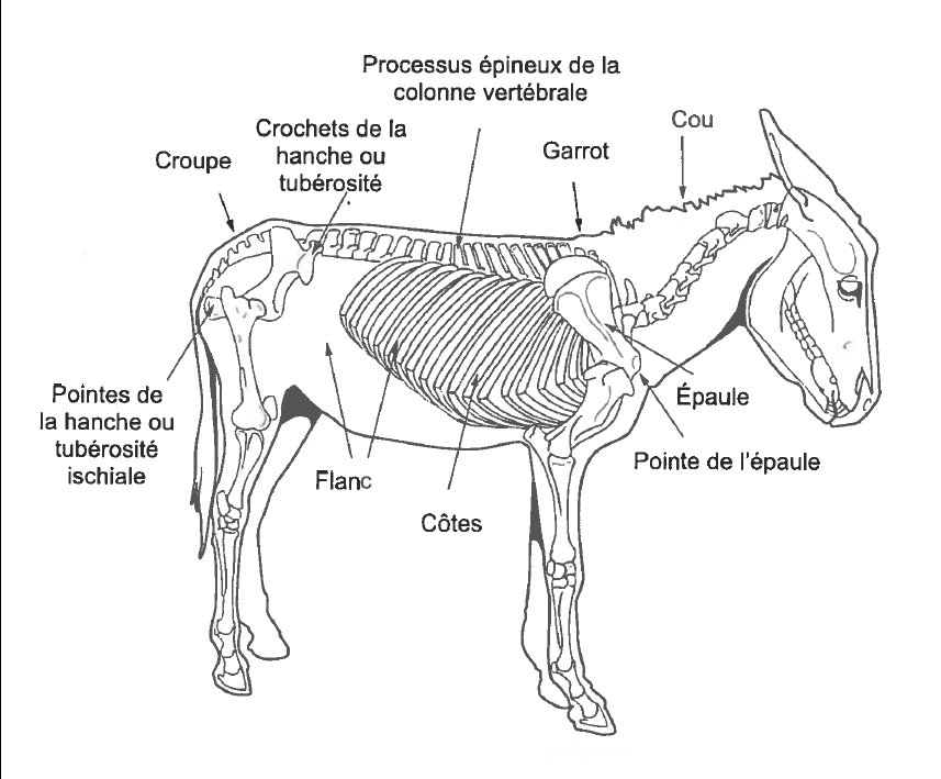 Visite_DONKEY-2015