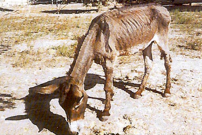 Visite_DONKEY-2015