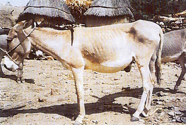 Visite_DONKEY-2015