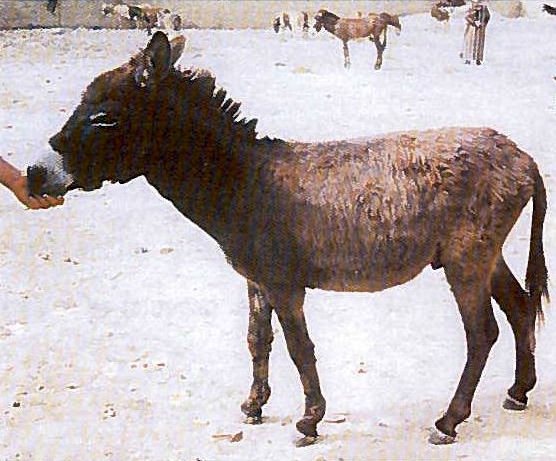 Visite_DONKEY-2015