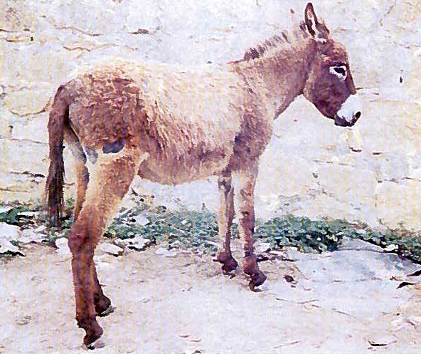 Visite_DONKEY-2015