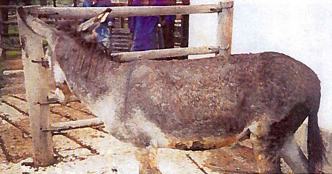 Visite_DONKEY-2015
