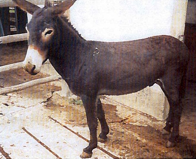 Visite_DONKEY-2015