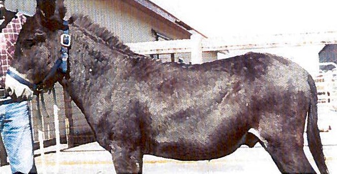 Visite_DONKEY-2015