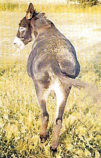 Visite_DONKEY-2015