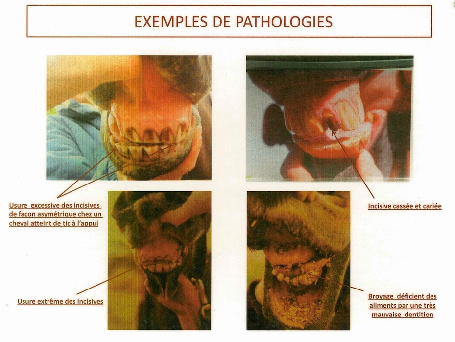 Exemples de pathologies