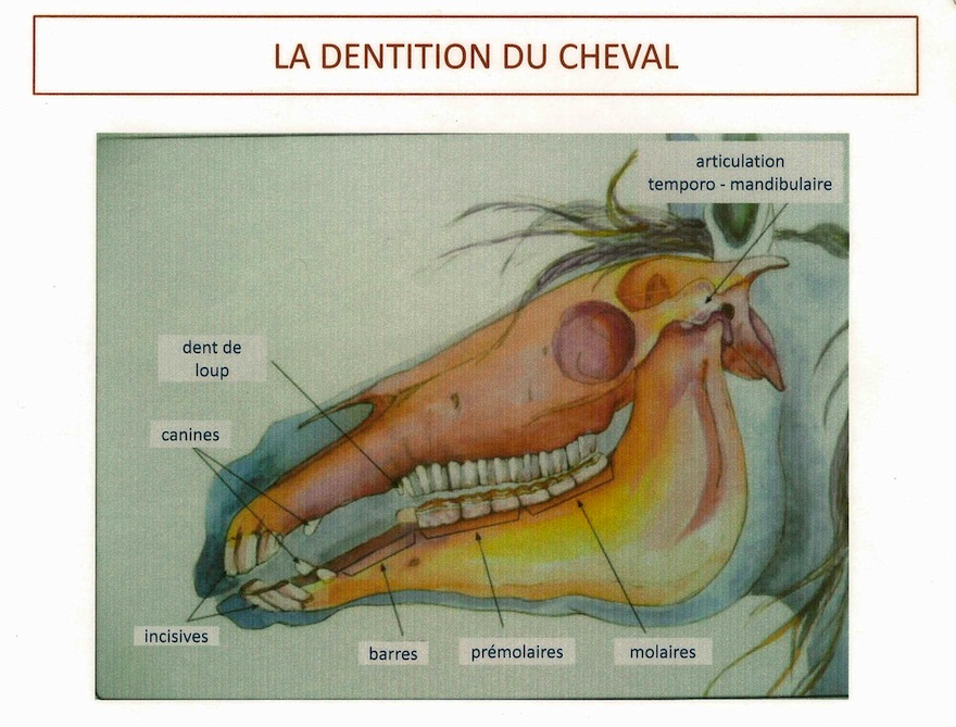 La dentition du cheval