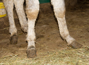 pieds_GRISOU