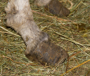 pieds_GRISOUS2