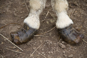 pieds_KATI