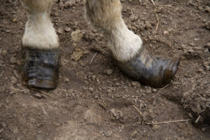 pieds_KATI2