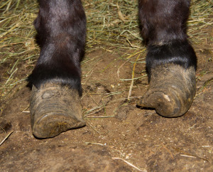 pieds_POPEYE2