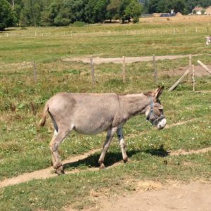 Pipa, VISSEYRE