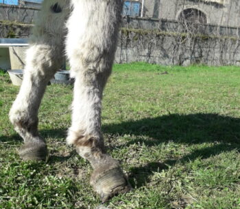 Pieds antérieurs d'Oméga
