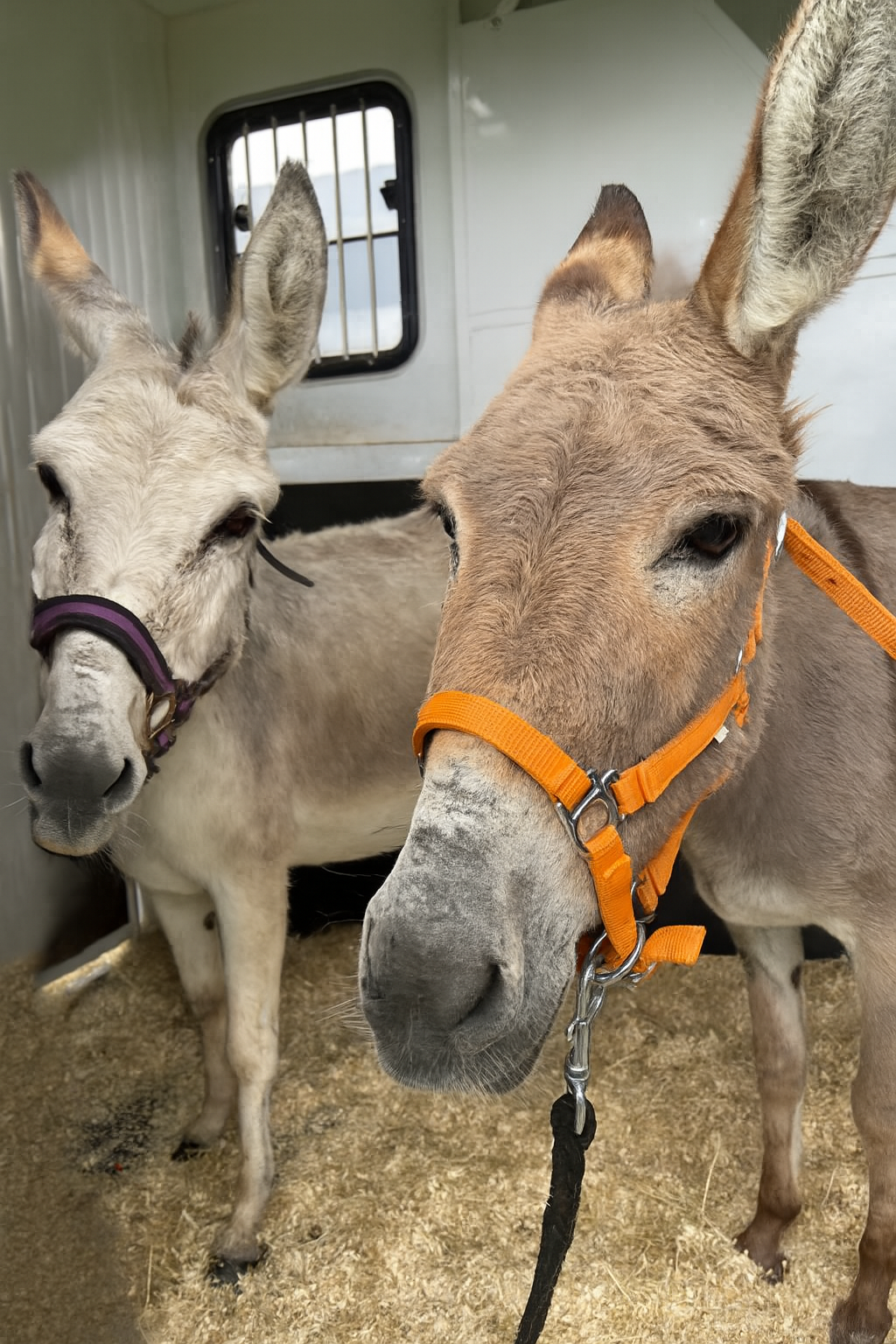 Ella et Yochi dans la remorque