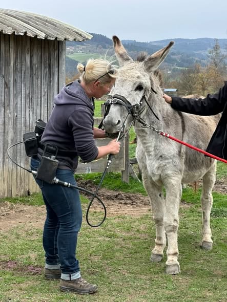 Soin dentaire des ânes au refuge, moment de douceur et de bien-être