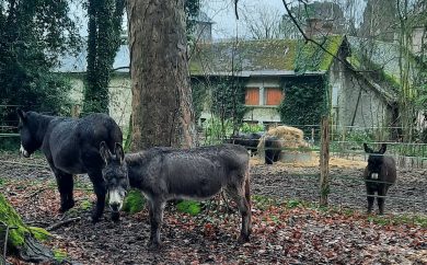Bourriquet âne adopté en 2018